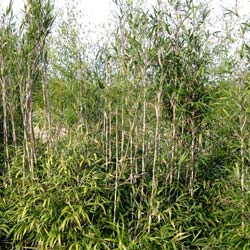 Bamb Pleioblastus chino Hisauchii